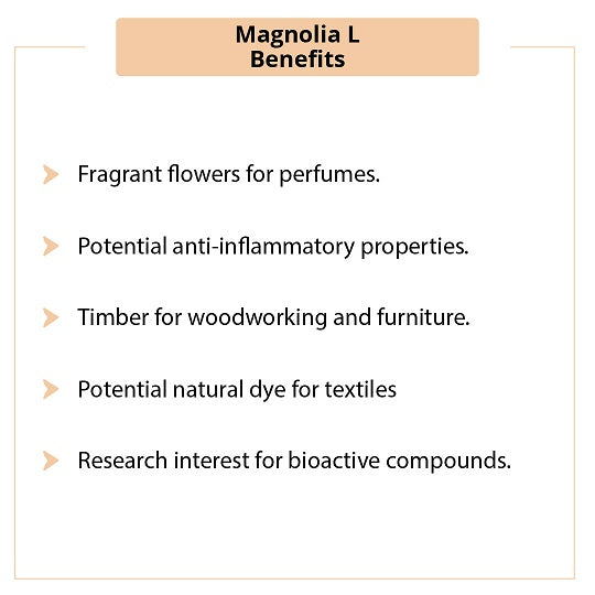 MAGNOLIA L