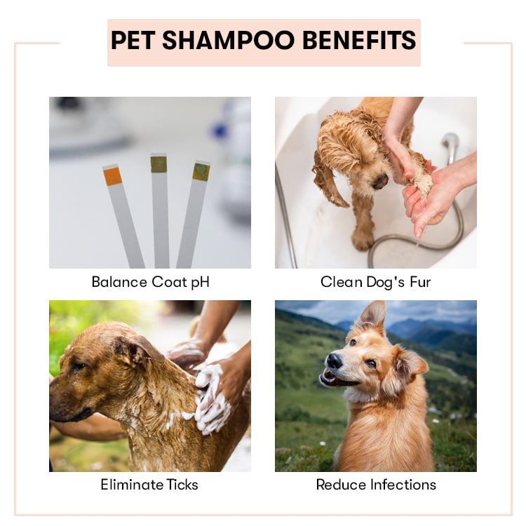 Transparent Pet Shampoo Bases - Ready to Use