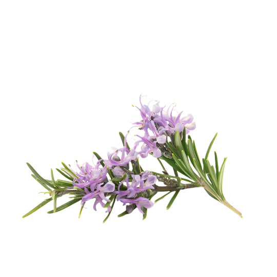 Rosemary Fragrance Oil