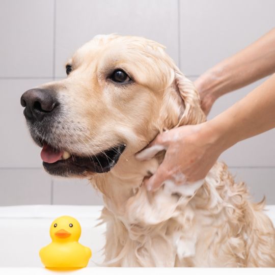 Transparent Pet Shampoo Bases - Ready to Use