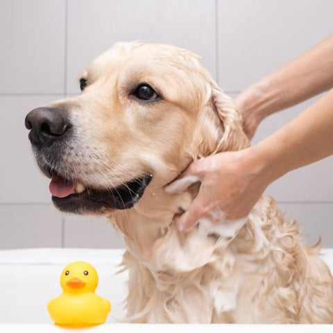 Transparent Pet Shampoo Bases - Ready to Use