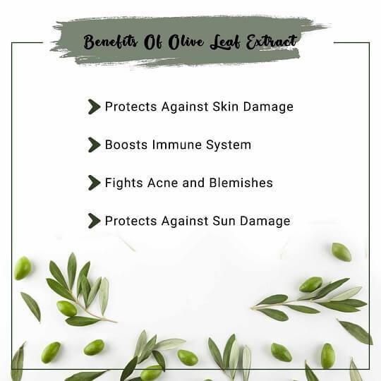 Olive Leaf Extract Benefits