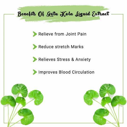 Gotu Kola Liquid Extract Benefits