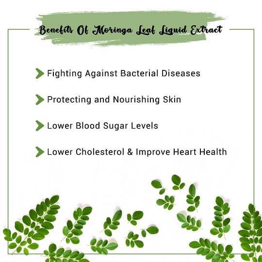 Moringa Leaf Liquid Extract Benefits