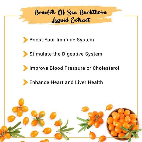 Sea Buckthorn Liquid Extract Uses