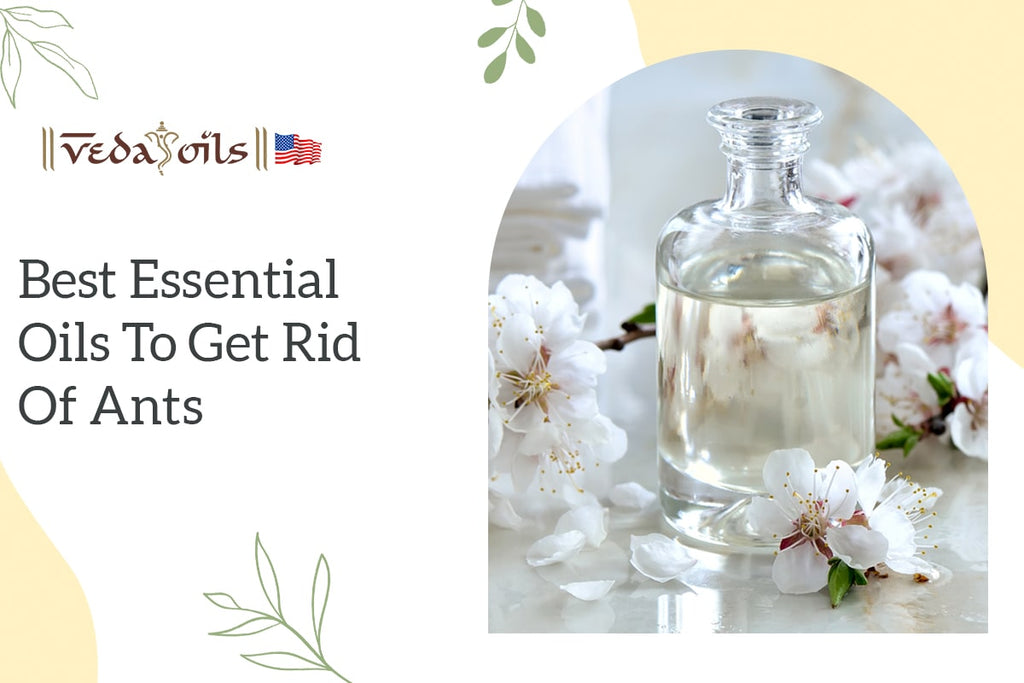 10 Best Essential Oils for Ants How to Use at Home VedaOils USA