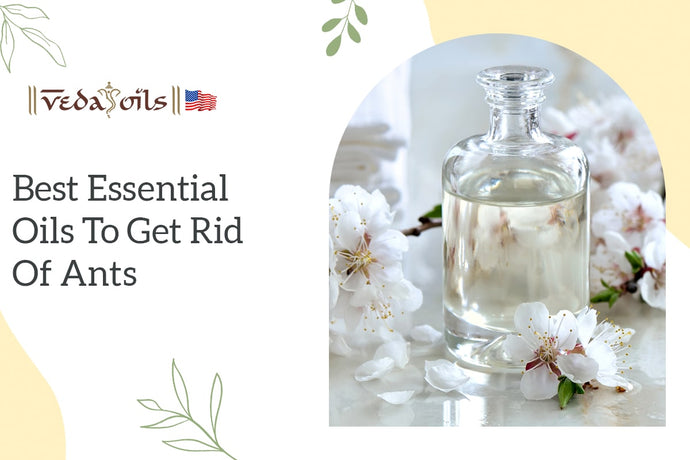 10 Best Essential Oils for Ants: How to Use at Home