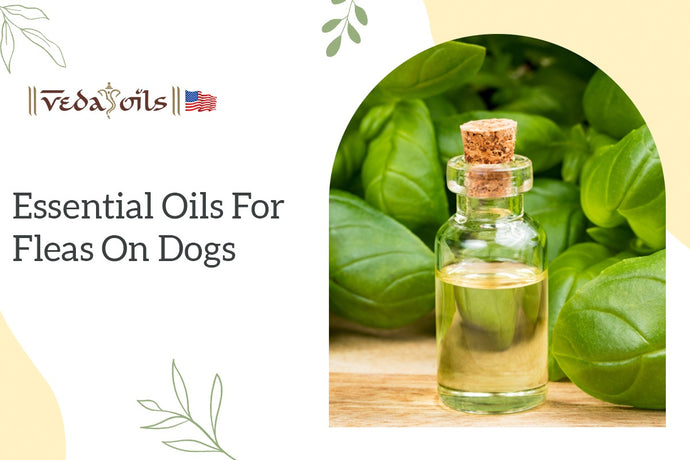 5 Best Essential Oils for Fleas on Dogs: How to Use Them