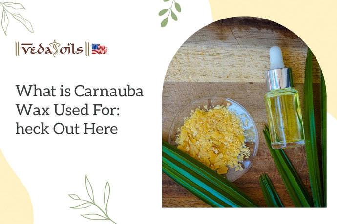 What is Carnauba Wax? Uses of Carnauba wax