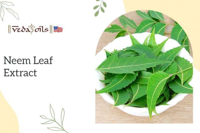 Neem Leaf Extract : Its Benefits and Medicinal Uses