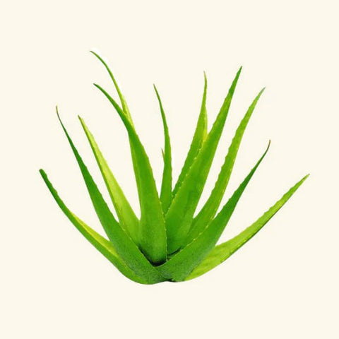 Aloe Vera Oil