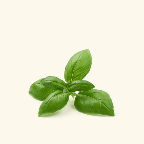 Holy Basil / Tulsi Hydrosol