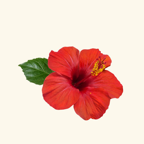 Rose Hip Hydrosol Water