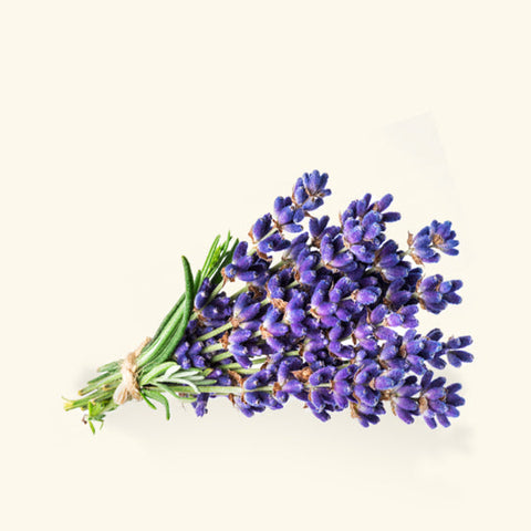 Lavender Hydrosol Water