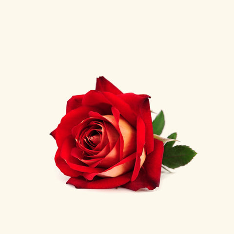Rose Hydrosol Water