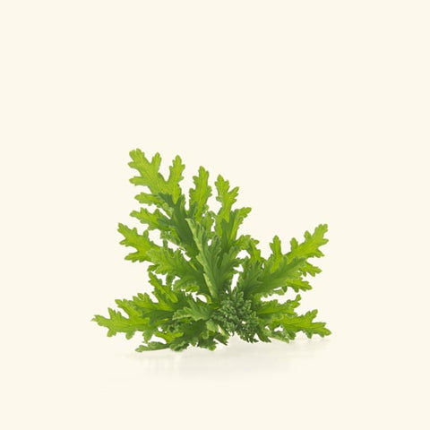 Citronella Essential Oil