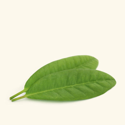 Clove Leaf Essential Oil