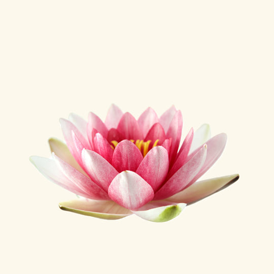Lotus Liquid Extract