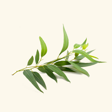 Eucalyptus Hydrosol Water