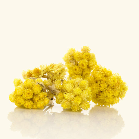 Helichrysum Hydrosol Water