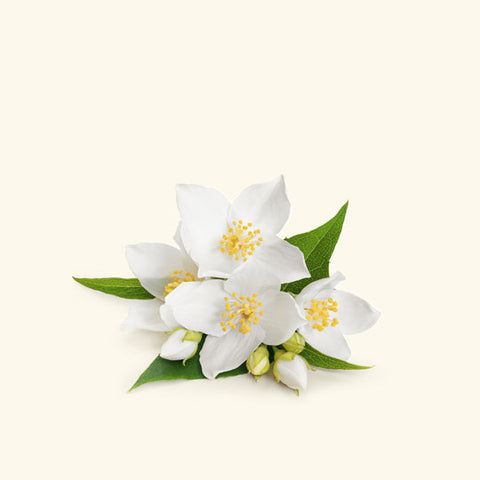 Jasmine Massage Oil