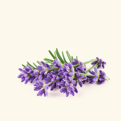 Bulgarian Lavender Essential Oil