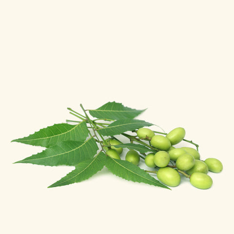 Neem Hydrosol Water