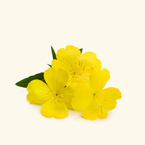 Evening Primrose Oil