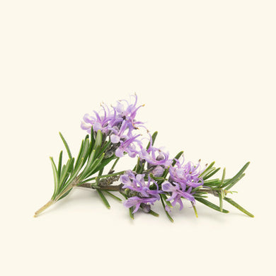 Rosemary Oleoresins