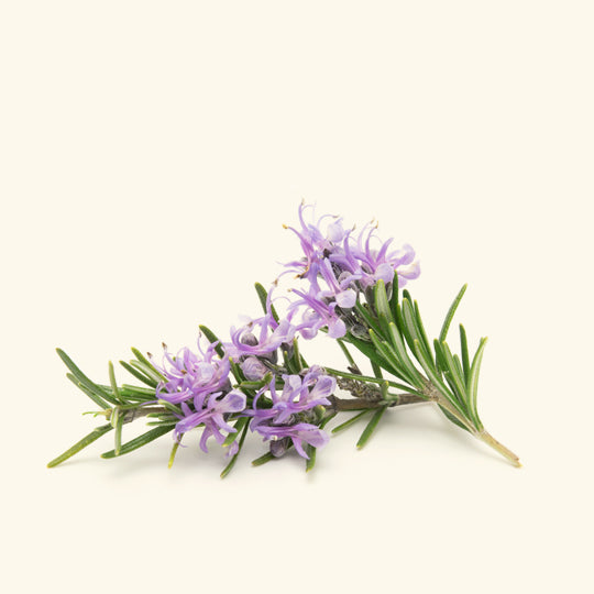 Rosemary Fragrance Oil