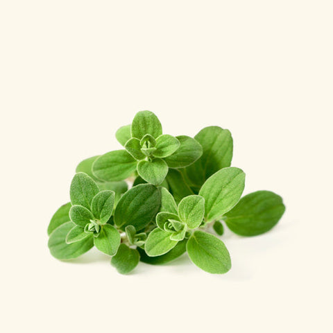 Sweet Marjoram Essential Oil