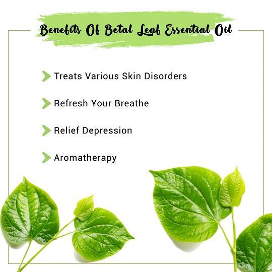 Betel Leaf Essential Oil Benefits