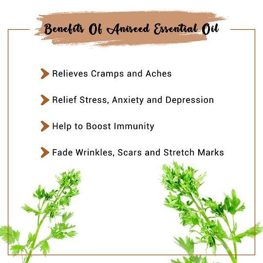 Aniseed Essential Oil Benefits