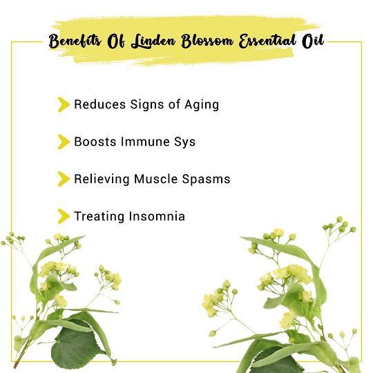Organic Linden Blossom Essential Oil Benefits