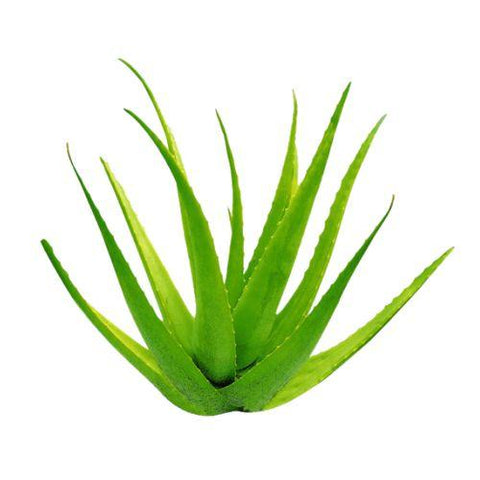 Aloe Vera Flavor Oil