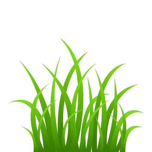 Buy Green Grass Flavor Oil Online 