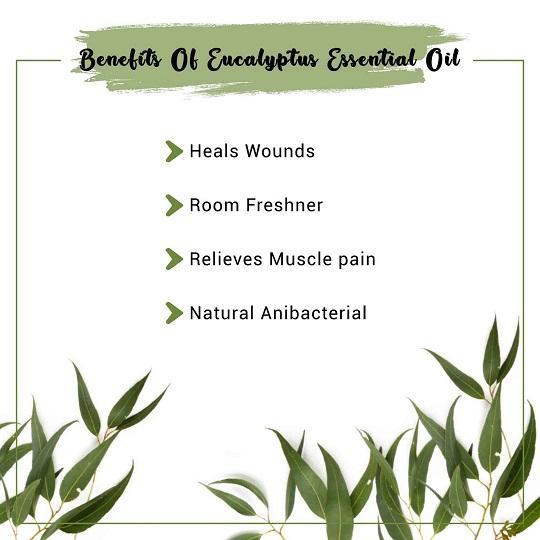 Organic Eucalyptus Essential Oil Benefits