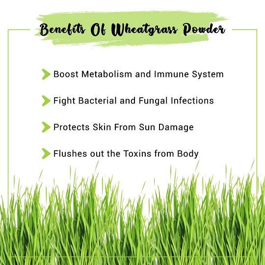 Wheatgrass Powder Benefits